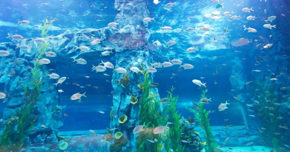 Lotte Hotel World photo 33