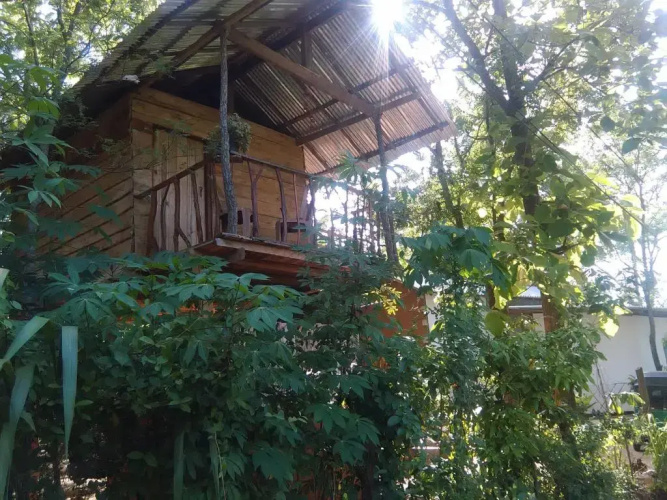 Angry Birds Tree house