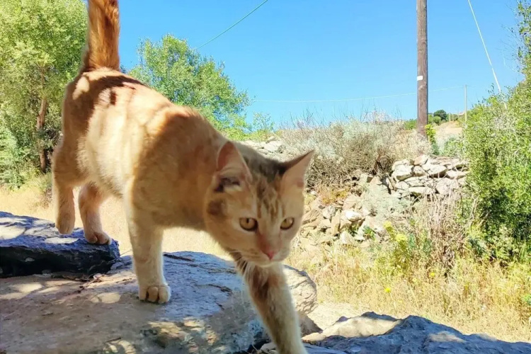 Sardinian Villa Enjoy Stintino With Your Pets !
