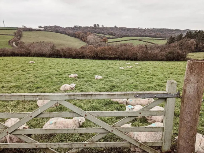 Stunning Shepherd's Hut Retreat, North Devon