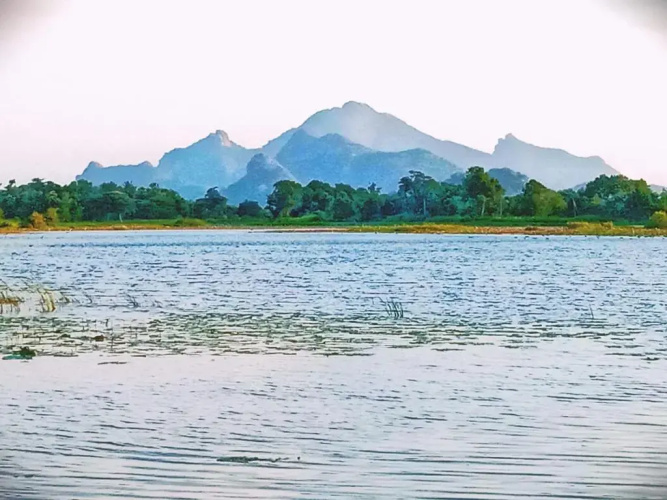 Peafowl Tree Lodge