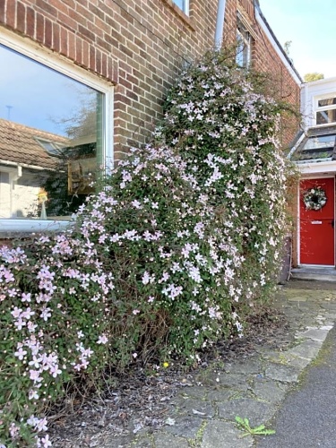 Deluxe Double room with garden view