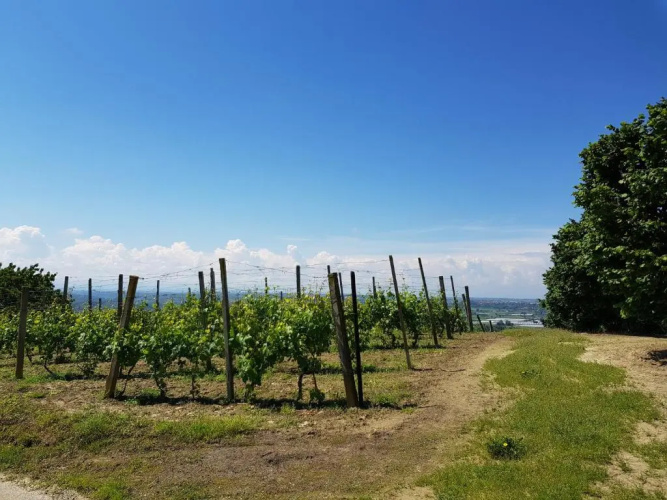 La Collina dei Passeri
