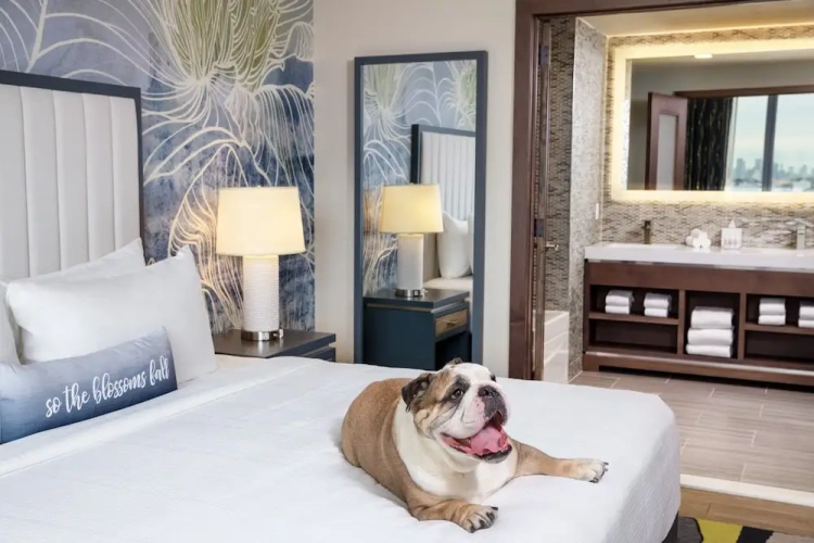 1 Bedroom Suite