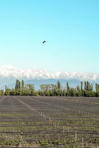 Agrelo Vines Lodge