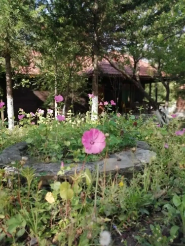 1 Bedroom Family Cottage