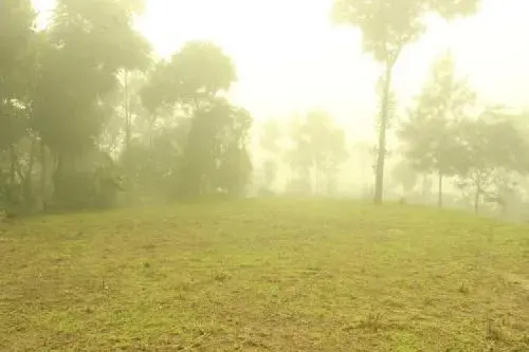 Verdant Vagamon