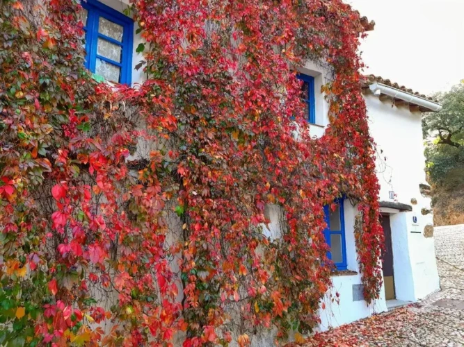 1 Bedroom Cottage