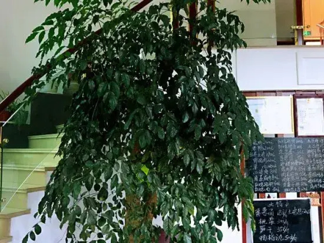 Wangtiange Inn