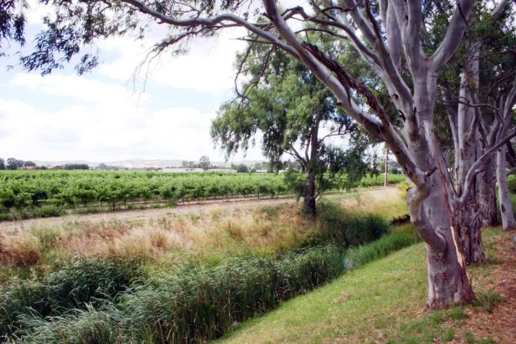 Vine Inn Barossa