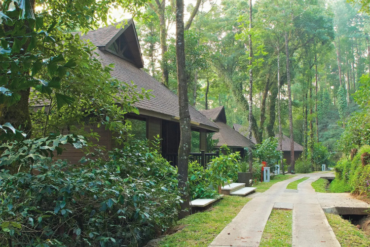 The Tamara Coorg
