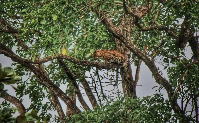 Vividearth Resorts Bandipur - Bandipur