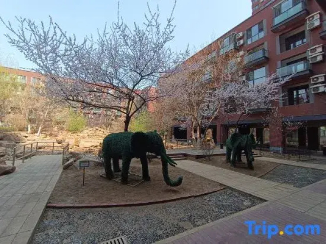 qingxin