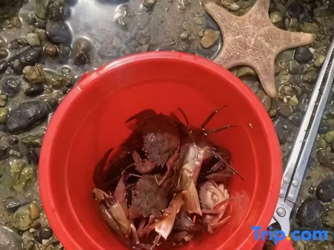 Meal