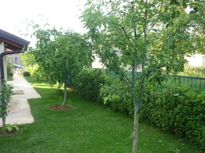 Standard Double room with garden view