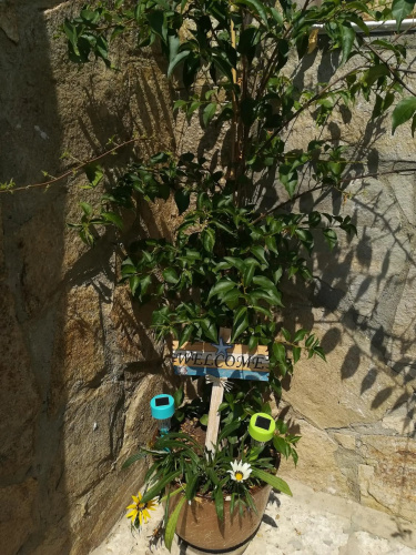 Villa Holly