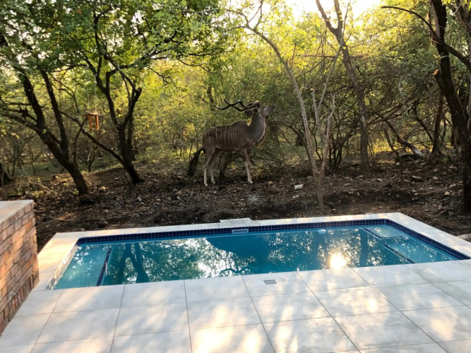 Lion Hill @Kruger