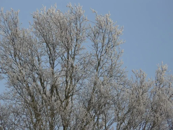 Moka & Vanille