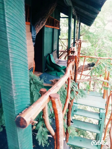 Leopard View