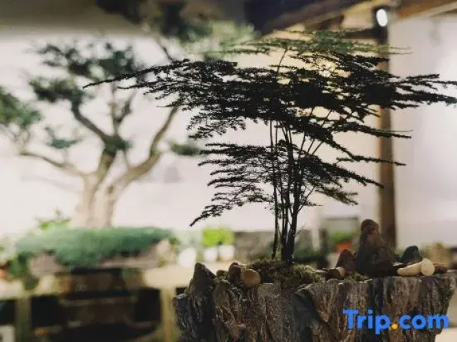 Qincheng Homestay