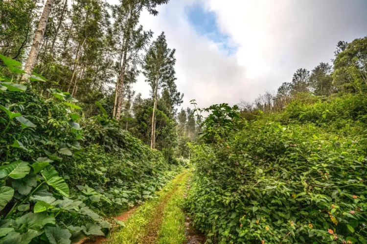 Shambala Yercaud