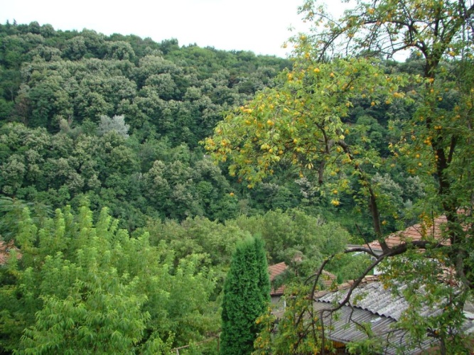 Standard Twin room with view