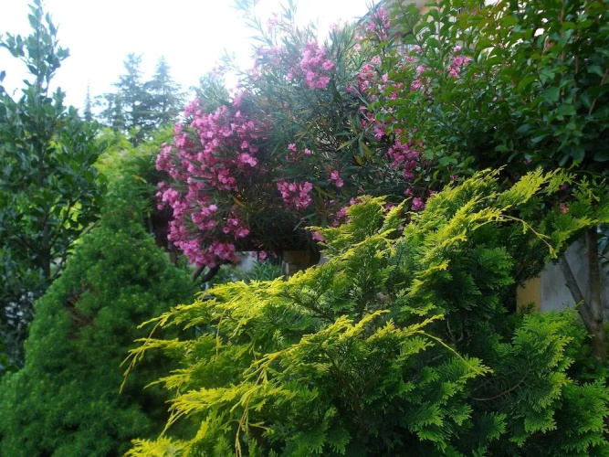 Il Giuggiolo