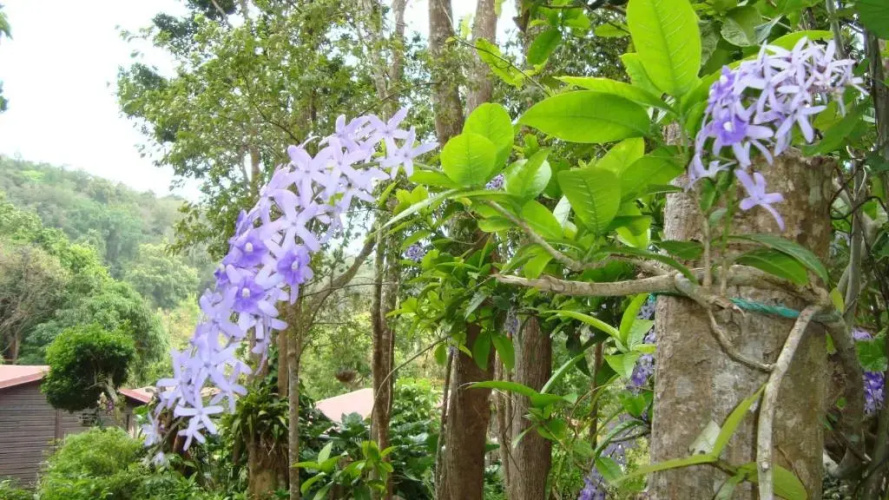 Laliwondaj KOTESI