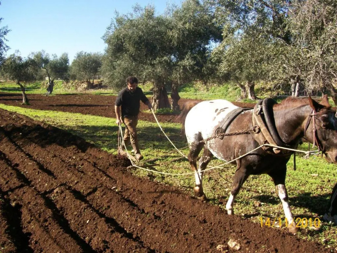 Agriturismo Armienti