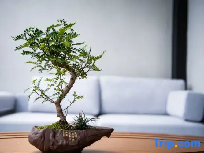 Qingxi Wushe B&B