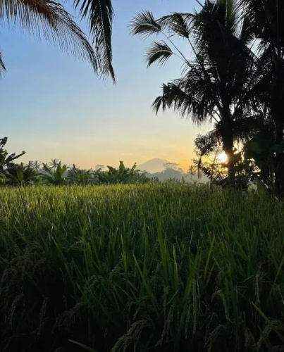 Rumah Semanggi