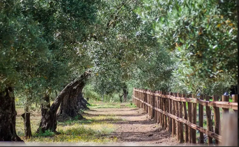 Feudo delle Querce