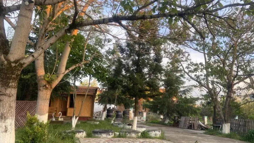 kopitnari