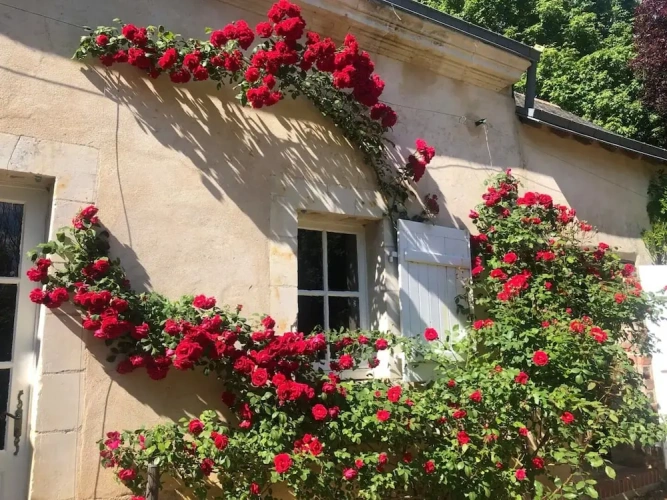 Comfort Cottage