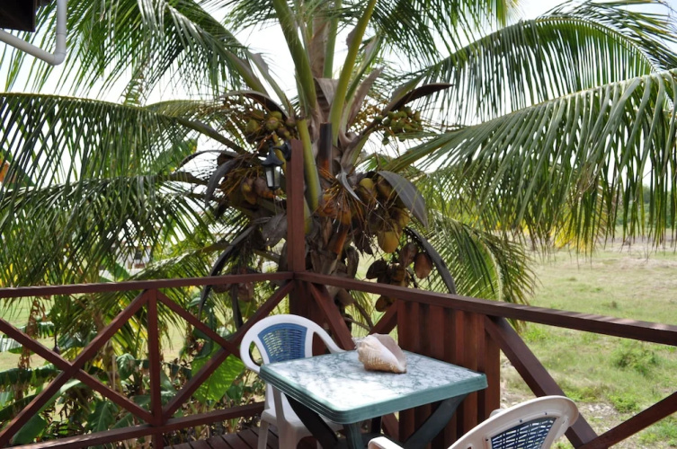 White Coconut Studio