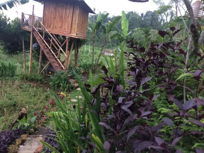 Bali Tree House Pelangi