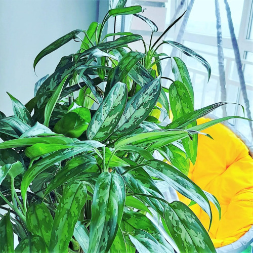 Фотография номера квартиры Апартаменты на улице 40-летия Победы