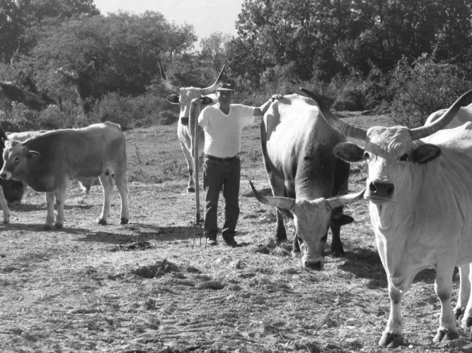 Fattoria Bio L'A Ceccoli