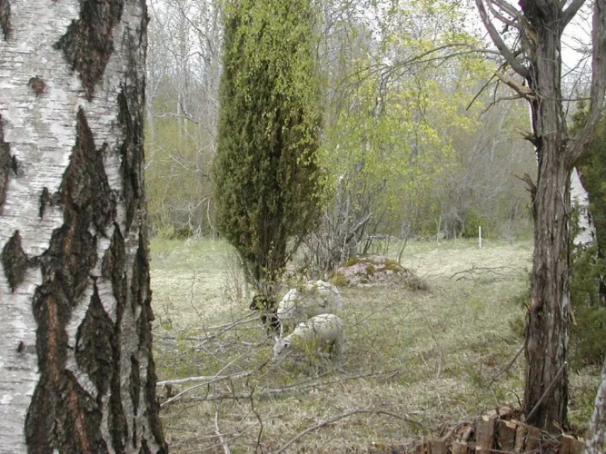 Laevnina Farm
