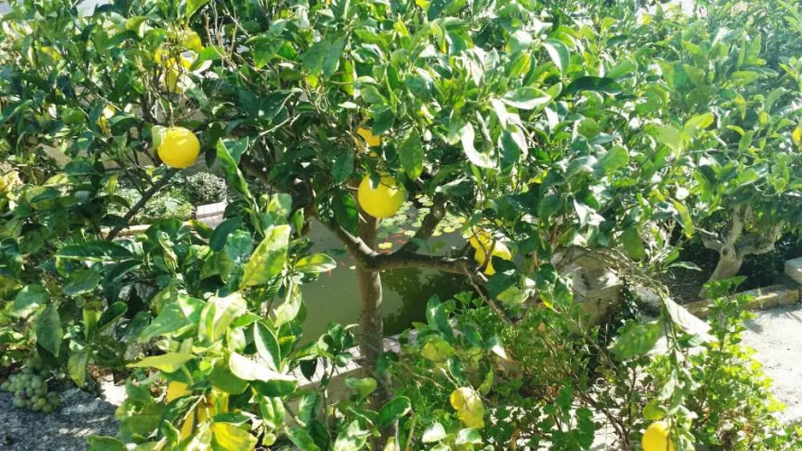 Sole e Fiori di Sicilia