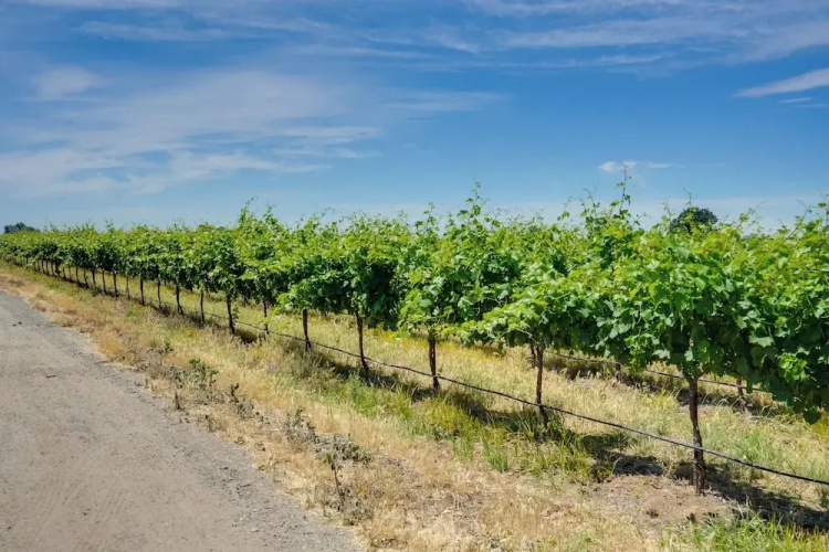 Charming Lodi Retreat: Walk to Local Wineries