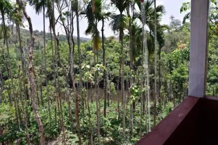 River Near Coorg