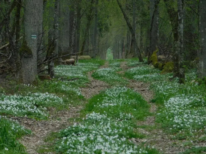 Wejmutka