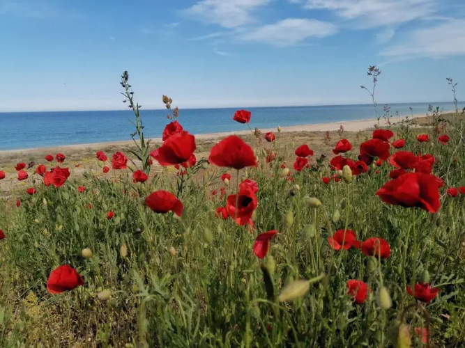 House Albena