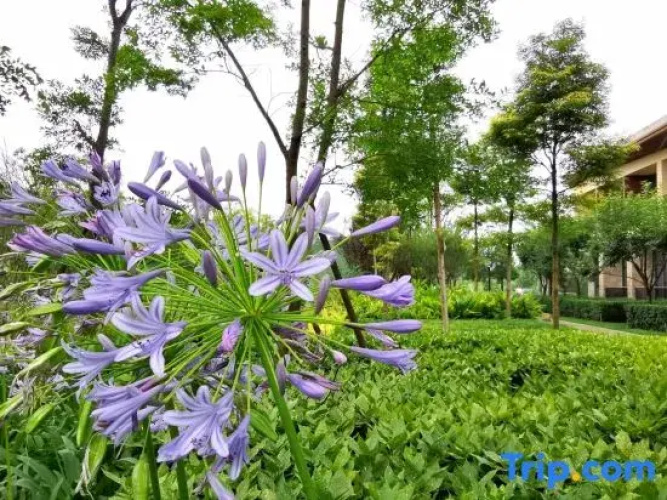 Emeishan Yinfeng Tingyue Homestay