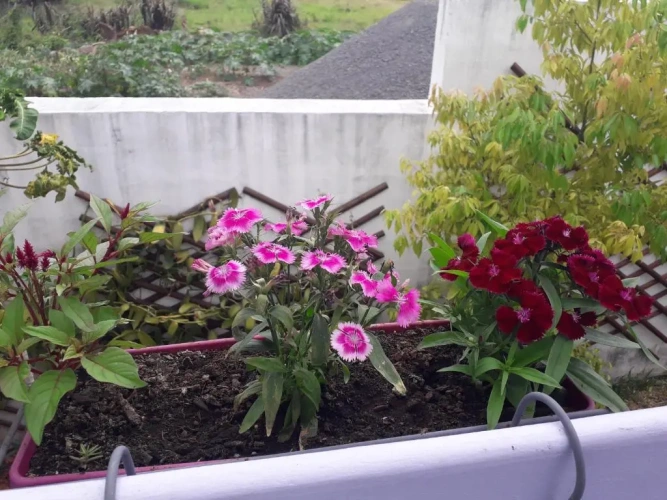 Standard Double room with garden view