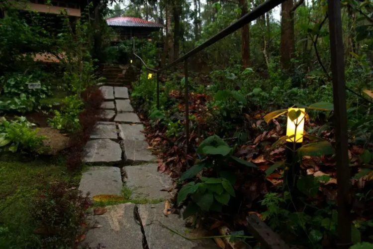 Jungle Retreat Wayanad