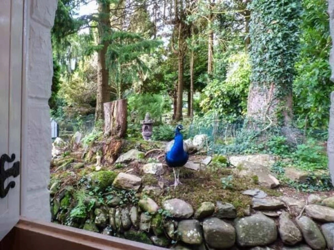 Conifers Cottage