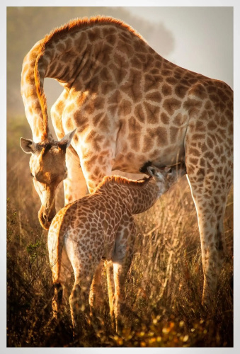 Thali Thali Game Lodge