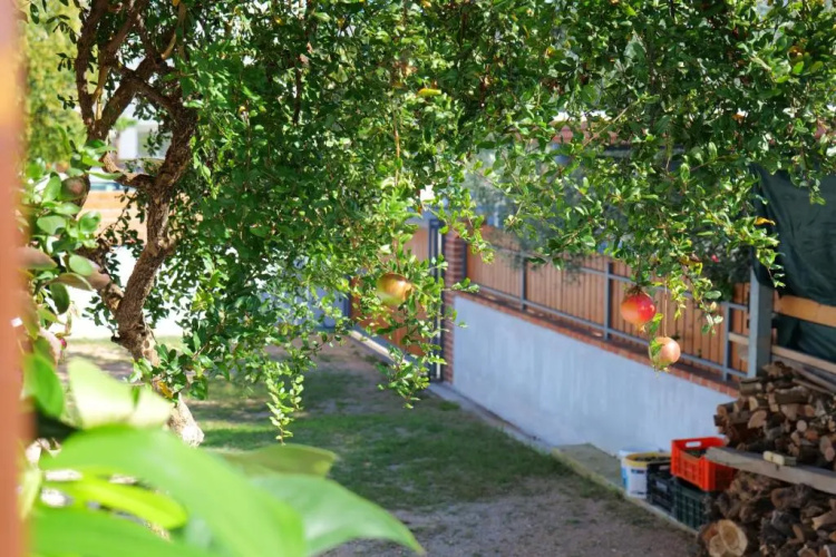 Stela Apartments